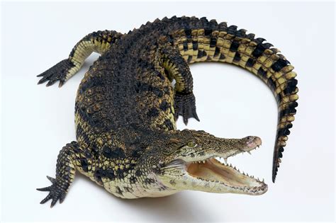 nile crocodile scientific name